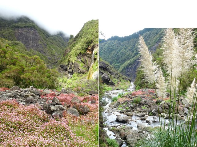 Le lit de la rivière abrite des tapis de renouées et des pieds d'herbe de la pampa