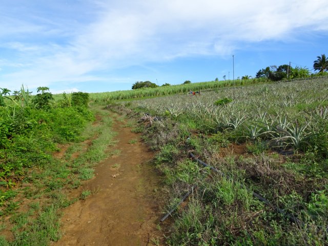 Prendre la première piste débutant dans les champs d'ananas