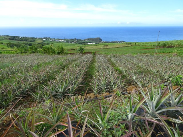 Point de vue sur le Piton de Grande Anse depuis les champs