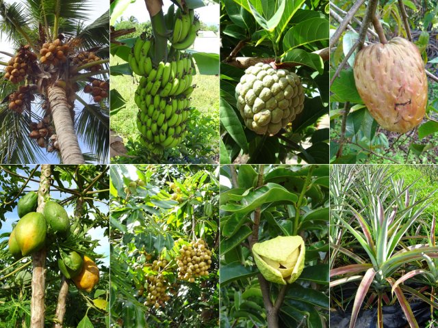 Leçon de chose pour amuser les marmailles