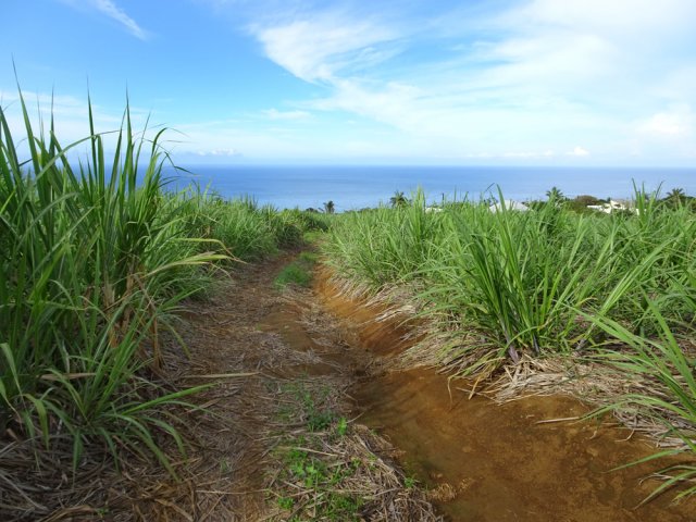 La remontée comporte de nombreuses pistes assez faciles malgré la pente