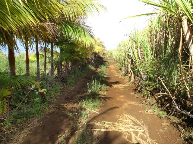 Une allée bordée de palmistes et de canne