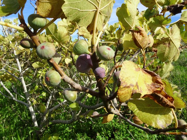 Une plantation de figuiers marque la fin de la montée
