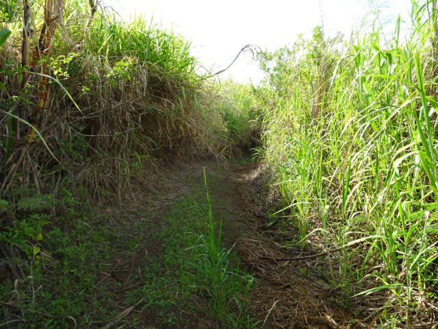 La piste redescendant au stade peut être envahie de hautes herbes