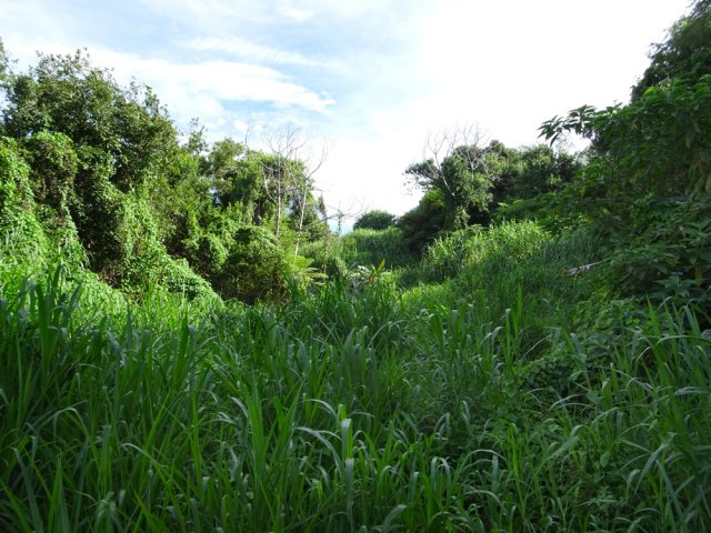 Traversée de la petite Ravine des Français au fond très envahi de hautes herbes