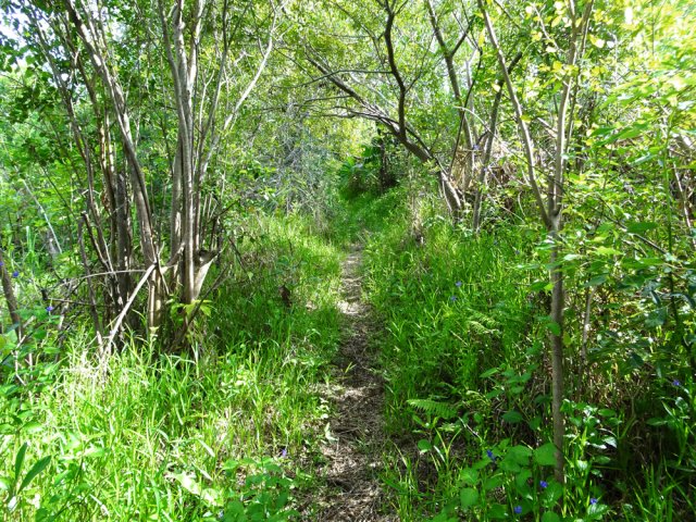 Le sentier permettant de rejoindre le Chemin Dauphin