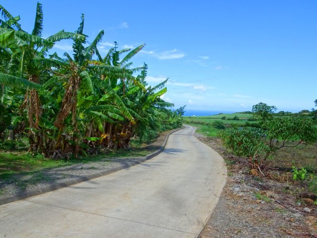 Marche à plat entre bananiers et cultures de pitayas