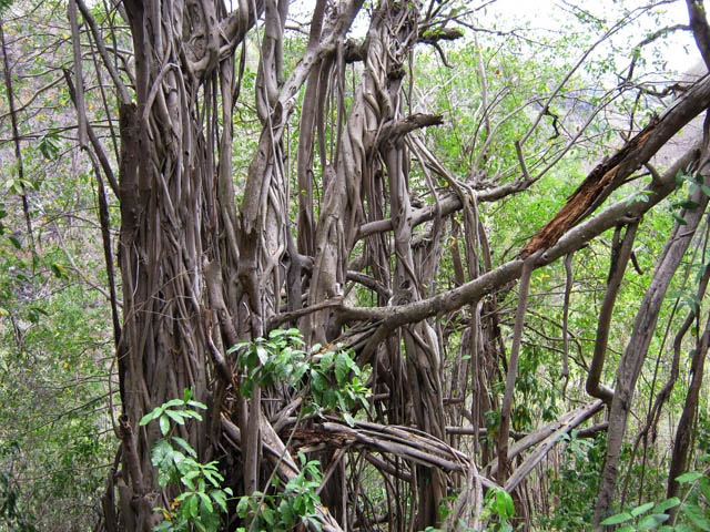 Un bel entrelas de racines en début de parcours