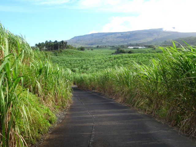 Marcher 200 m sur la D34 au milieu des cannes