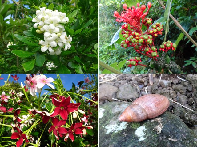 Quelques rencontres en cours de route dont l'escargot rose, carnivore