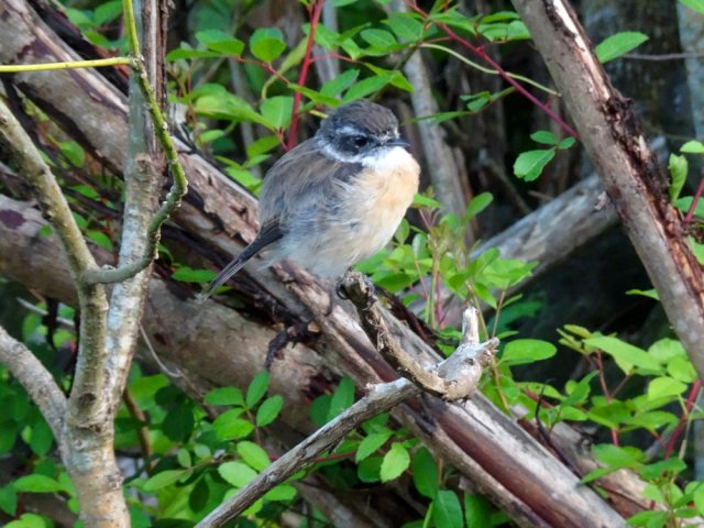 Beaucoup de tec-tec le long du parcours