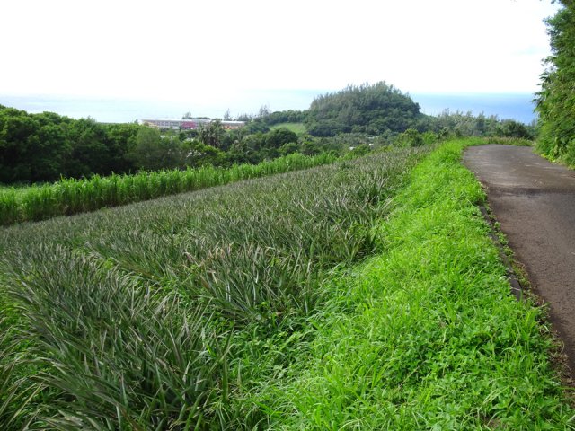Plantation d'ananas à l'approche de Vincendo