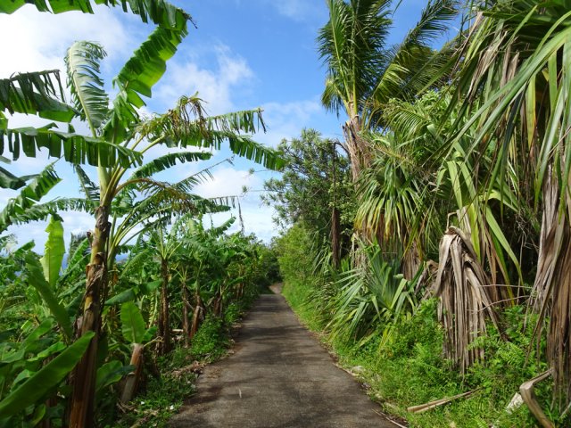 Le Chemin des Magnolias est une petite route très calme dans la verdure
