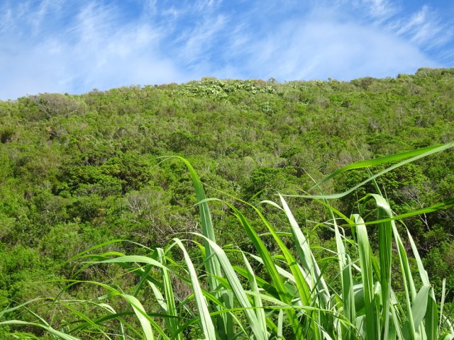 Une colonie de lataniers occupe le sommet du Piton Lambert