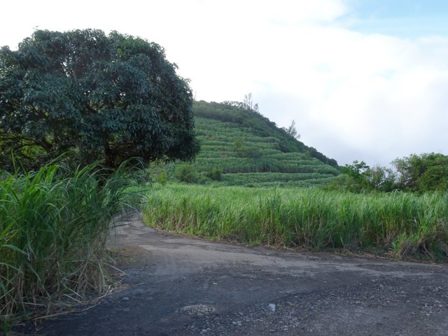 Le chemin des Magnolias et son manguier