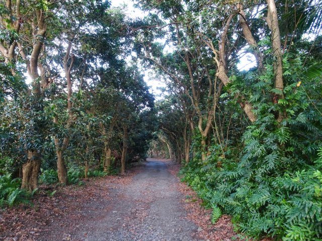 Une partie ombragée sous les litchis et longanis