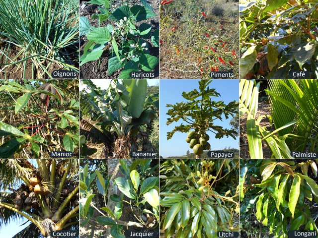 Quelques arbres ou cultures rencontrées le long de la boucle