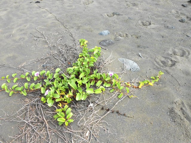 Les patates à Durand sont partout sur les dunes