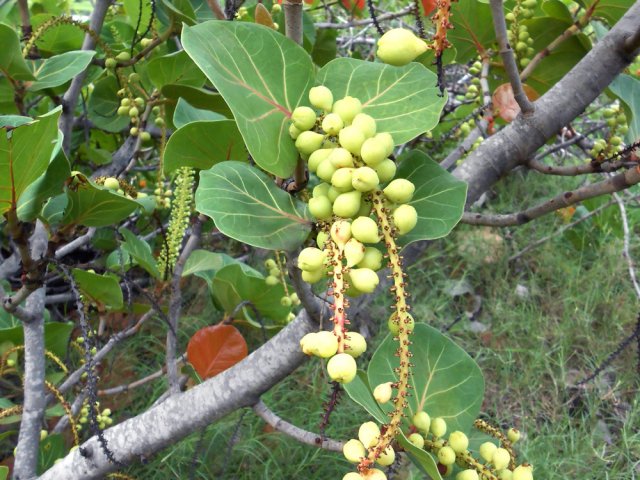 Les raisiniers qui bordent l'étang en fin de boucle