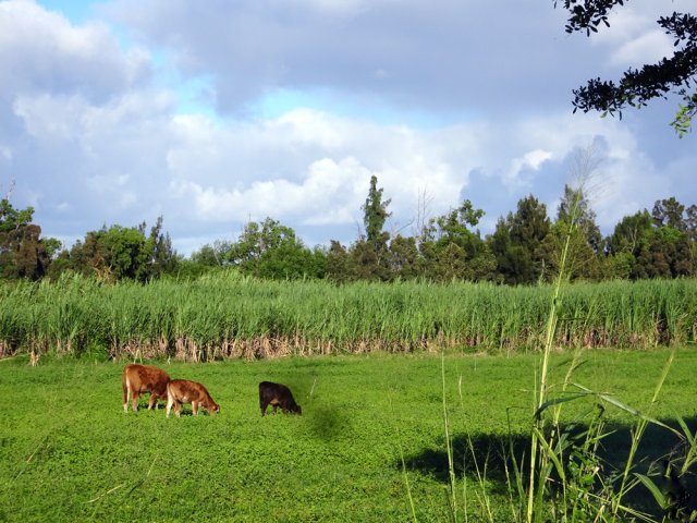 On rencontre une ferme d'élevage sur la droite et des bovins un peu partout