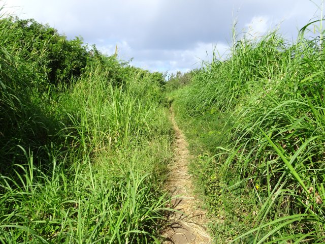 Les hautes herbes qui séparent des cultures sur le gauche