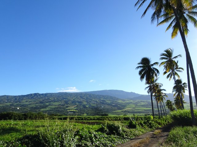 La piste quitte les cannes pour les cultures