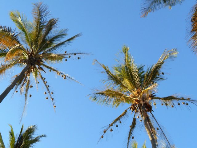 Beaucoup de tisserins dans cette région chaude