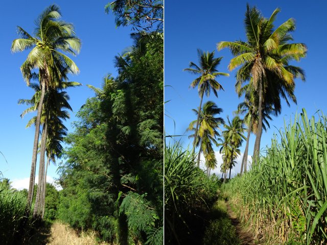 L'allée de cocotiers bordant la piste