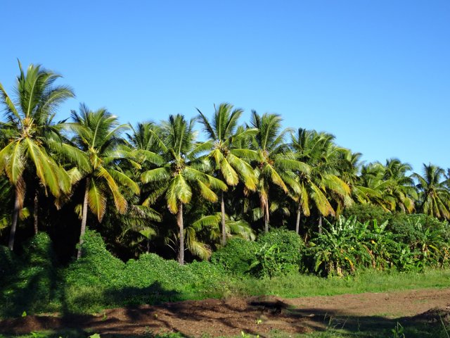 Une vaste plantation de cocotiers