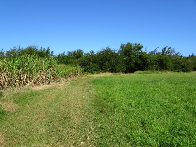 Suivre la piste entre cannes et prairies artificielles