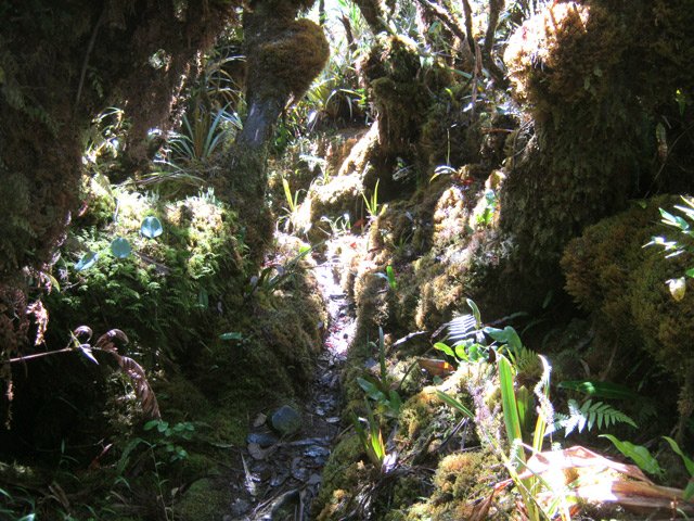 Étroit passage dans les mousses