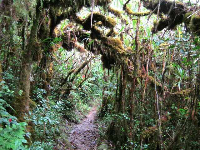Très vite, les troncs moussus font leur apparition