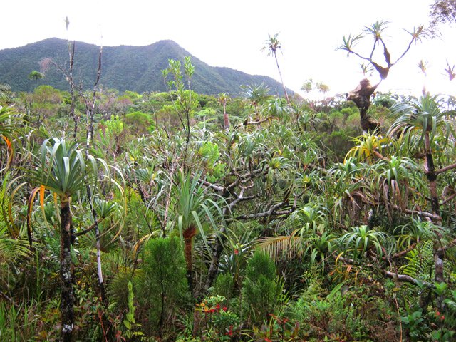Traversée d'une grande surface couverte de pimpins (pandanus)