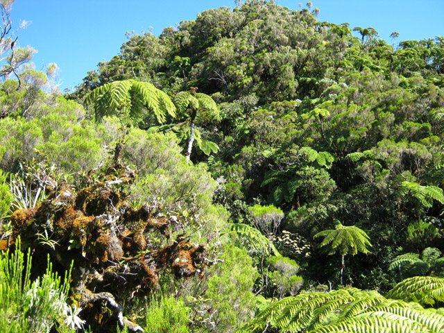 La végétation, très touffue, empêche de pénétrer dans la forêt