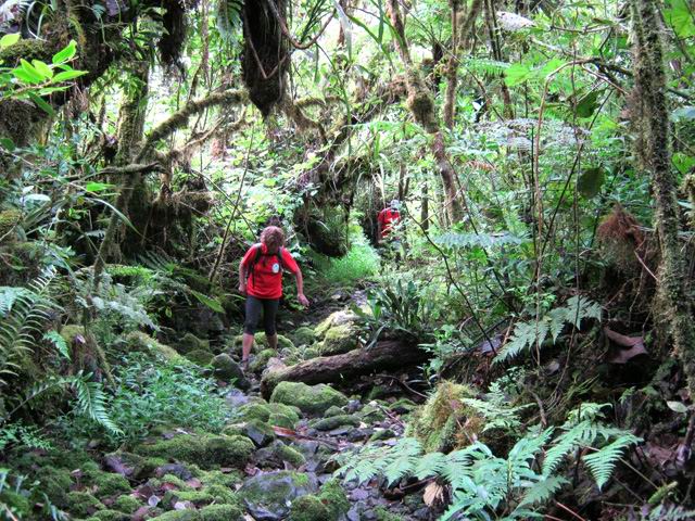 La remontée de la Ravine, affluent de la Ravine Mazerin, qui sert de sentier