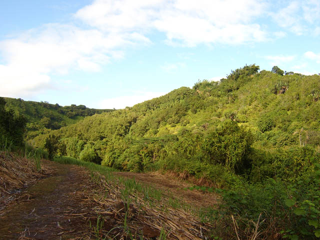 La piste dans les cannes avant l'arrivée au parking du Bassin La Paix
