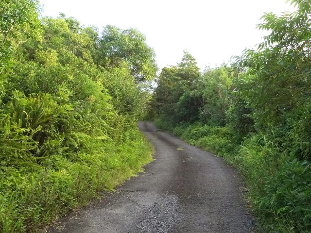 Début de la Route Forestière de Takamaka