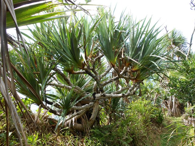 Certains vacoas sont superbes