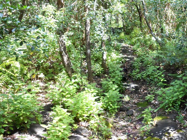 Beaucoup de tabac bœuf le long de ce petit sentier agréable
