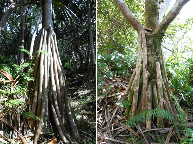 Les vacoas présentent d'originales racines aériennes