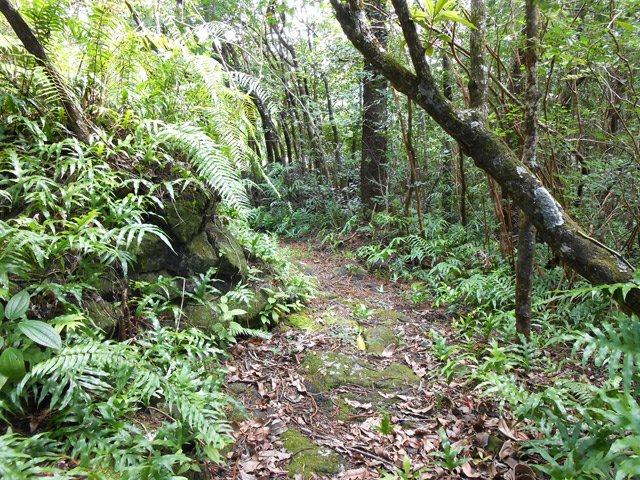 Fin de sentier de remontée vers la nationale