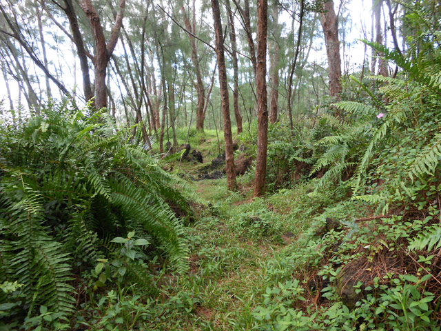 Le sentier sous les filaos et dans les fougères
