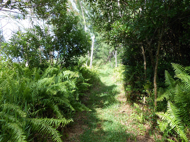 Encore des fougères mais avec un sentier plat très agréable