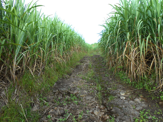 La piste caillouteuse, dans les cannes, rejoint la RN2