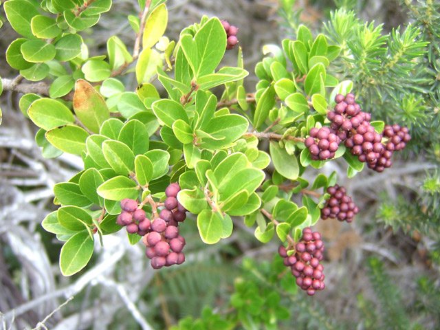 Attention, tous les fruits ne se goûtent pas !