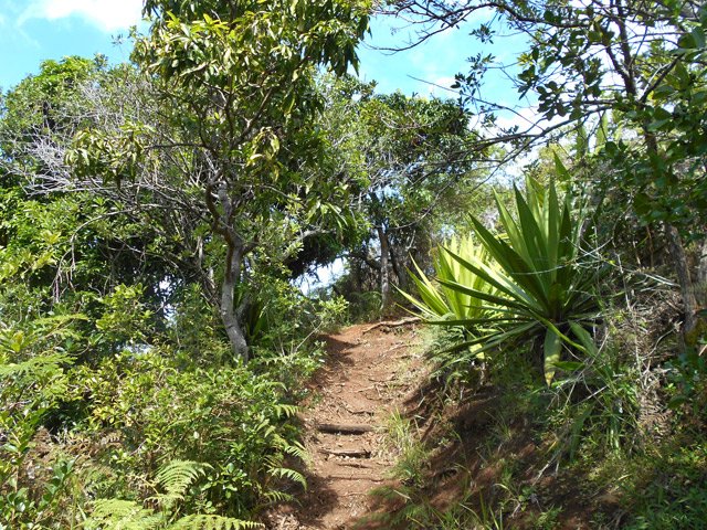 Le sentier monte fortement au départ sous quelques manguiers