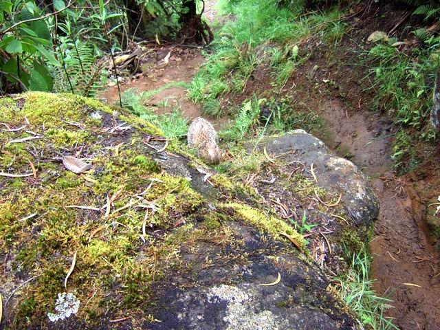 Un tangue, surpris lors de sa quête de vers de terre.