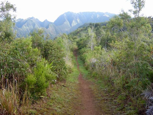 Le sentier qui chemine parmi les goyaviers dans une rare partie plate
