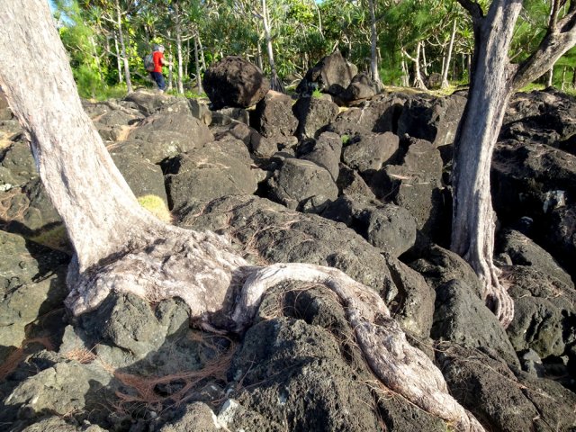 Racines de filaos entre les rochers