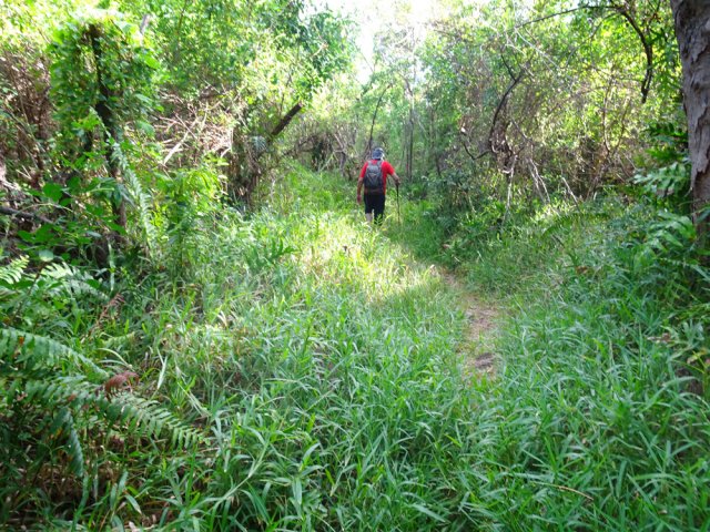 De nombreuses portions du sentier sont couvertes de trainasse, humide au petit matin
